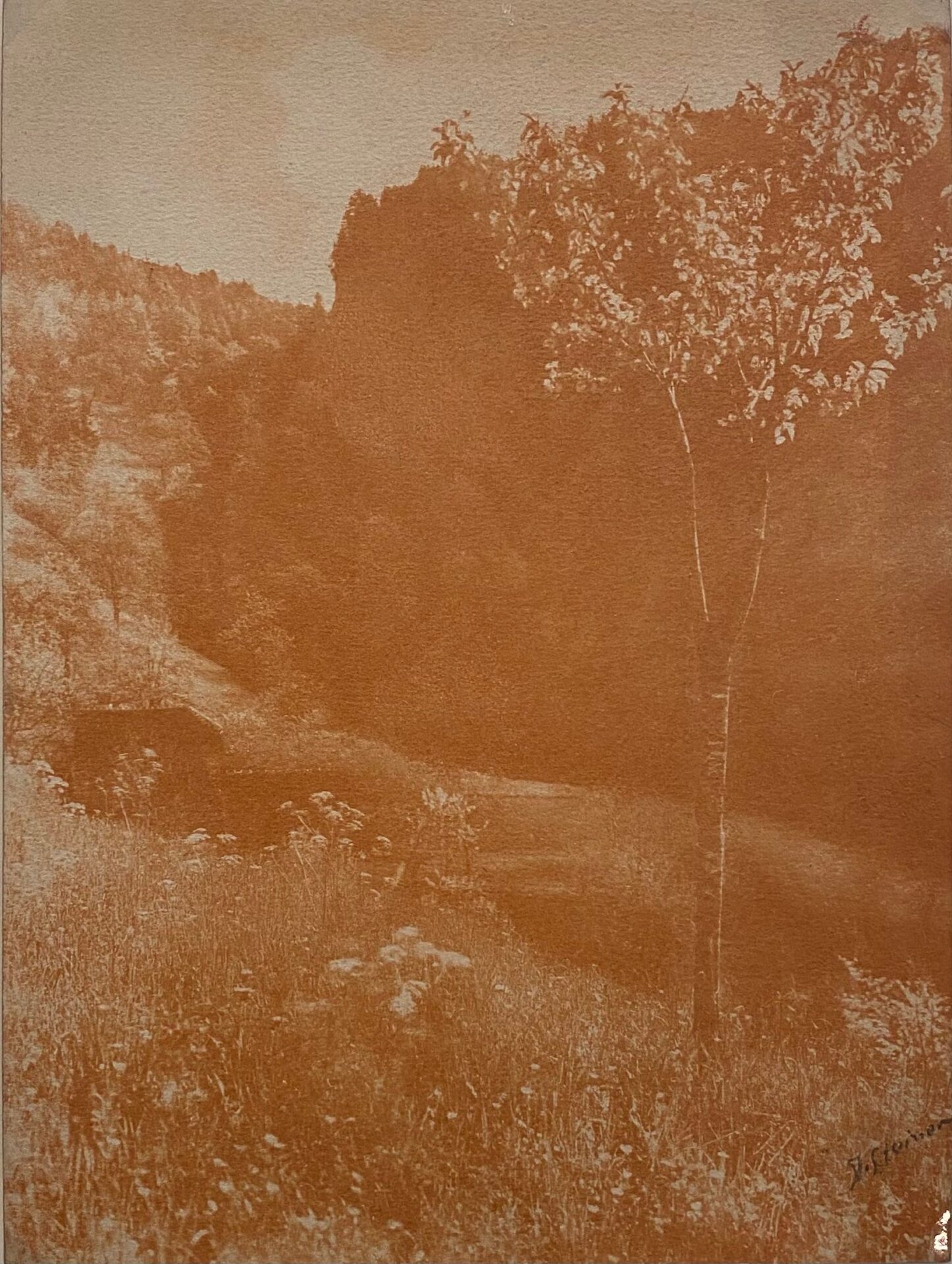 Albert-steiner